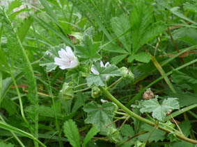 Malva neglecta